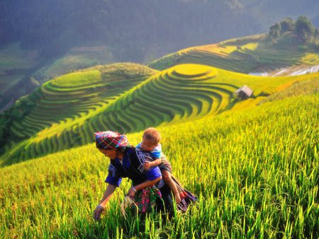 Du lịch Mù Cang Chải mùa vàng khởi hành thứ 6 hàng tuần